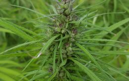 The Farm Bill, effective on January 1, 2019, is a great for the industrial hemp industry and it will finally allow the U.S. to be competitive in the global market