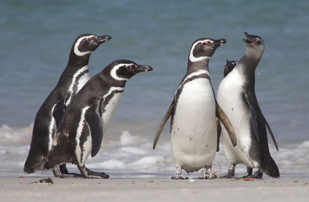 Magellanic penguins: among the most faithful couples in animal kingdom —  MercoPress