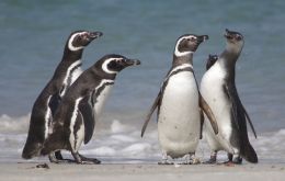 Published in the journal Current Biology, it sheds fresh light on the extraordinary lifestyle of the Magellanic penguins, commonly found around the Falkland Islands