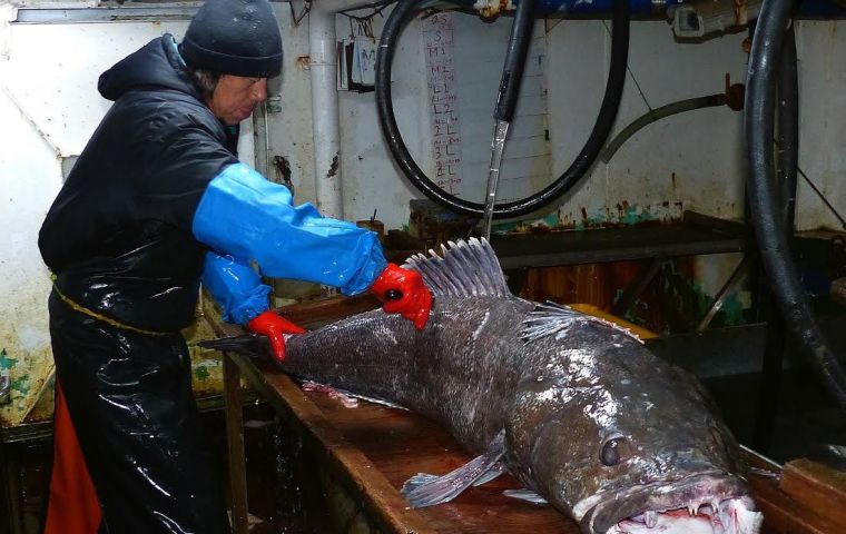 Once the established catch limit has been reached, the Ministry of Production, will close the Patagonian toothfish fishery; otherwise, it concludes 31 December 2019