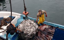 Minister Valente did not discard lifting the ban on trawling, but, in addition to the hand line or jigging gear, will present the purse seine as a fishing gear for cuttlefish