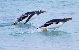 Some one million penguins live in the Falklands, basically five different groups, King, Gentoo, Rockhopper, Magellanic and Mararoni  (Pic. by Derek Pettersson)