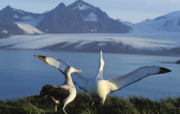 One of the successful schemes will see albatrosses and petrels benefit from further research using ‘bird-borne’ radar devices