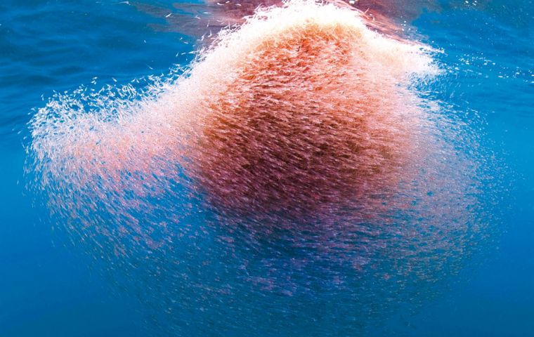 Krill are small, shrimp-like creatures that swarm in vast numbers and form a major part of the diets of whales, penguins, seabirds, seals and fish