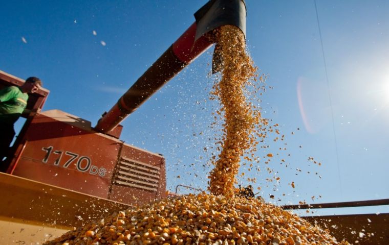 According to government data, by the third week of January Brazil's corn exports had totaled 2.80 million tons