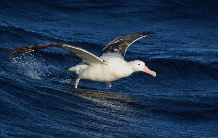     An albatross flies over the Drake Passage.