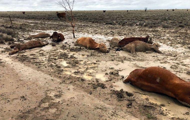 “We are expecting hundreds of thousands in terms of stock losses,” Prime Minister Scott Morrison told reporters in Sydney.