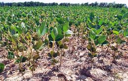 Conab added that 15% of the area planted in Parana state in September were the crops most affected by unfavorable weather.