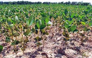 Conab added that 15% of the area planted in Parana state in September were the crops most affected by unfavorable weather.