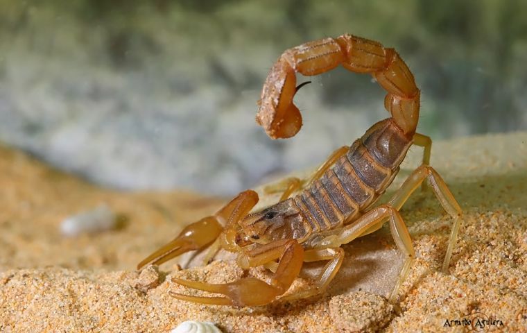 Scorpions were unheard of anywhere but in rural regions of Brazil, but warmer temperatures are creating optimal conditions for scorpions to spread