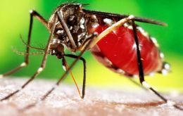 The viral disease is spread by infected mosquitoes and can cause an illness that leads to jaundice and bleeding