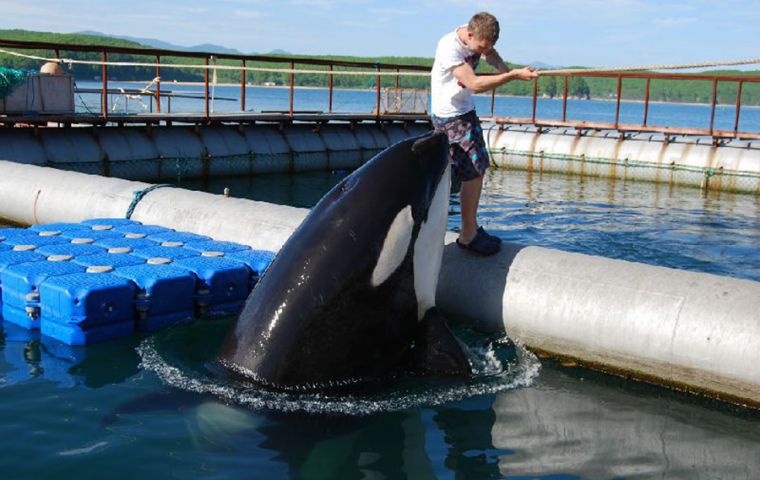 Russia is the only country where orcas, or killer whales, and belugas can be caught in the ocean for the purpose of “education”. 