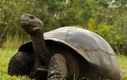  The tortoise is believed to be about 100 years old. It was taken by boat to the main Galapagos conservation center on Santa Cruz island.