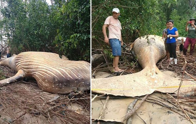 The mammal, which biologists believe to be a 12-month-old calf, was found in undergrowth on the Brazilian island of Marajo, at the mouth of the Amazon River