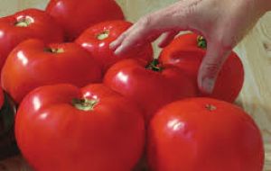 In a season Stanley Growers produce about 20 tons of tomatoes, 8 tons of cucumbers, 8 tons of peppers, 75,000 head of lettuce and potatoes