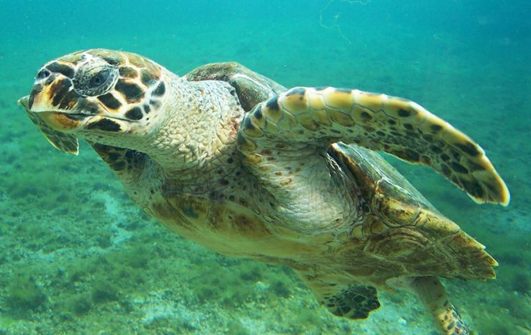 Fauna & Flora International has been working to protect marine turtles in Nicaragua for 15 years