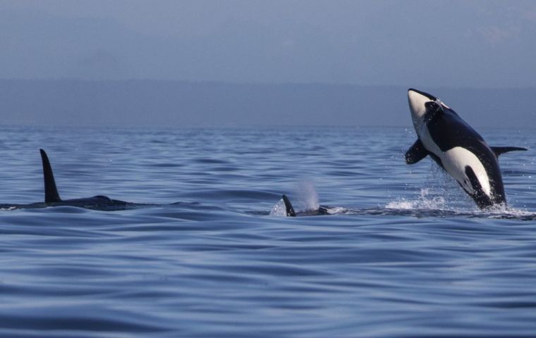 The ‘Type D’ killer whale is characterized by a more rounded head sharply pointed dorsal fin and much smaller eye patch than those of killer whales in Antarctica