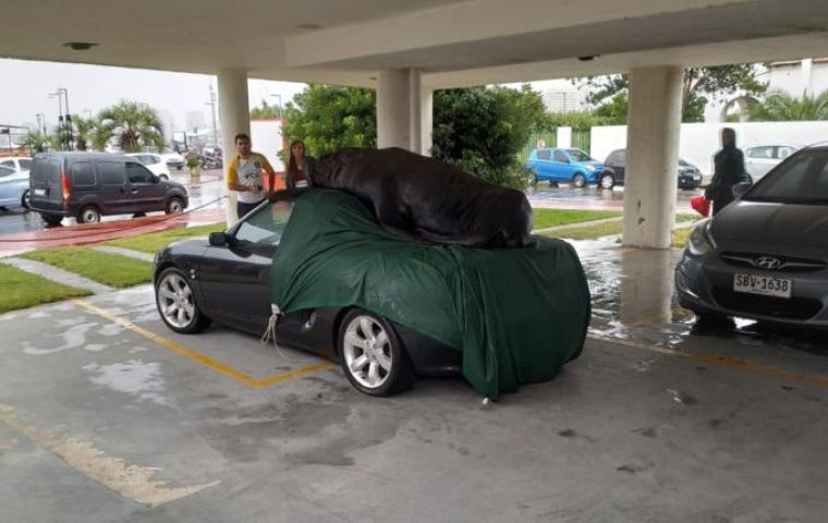 He looked calm, before and after climbing into the car, which suffered some damage