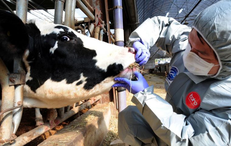 Sources across three regions of North Korea reported that FMD outbreaks in their respective areas have led to the death of many work cattle on collective farms (Moon Yo-han/Reuters)