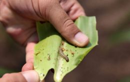 “Fall armyworms” are native to the Americas but they have been moving eastwards since 2016, sweeping across Africa, before arriving in Asia