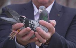 Armando had been expected to break the previous record of 376,000 Euros paid for a pigeon called Nadine -- but not by such a wide margin.