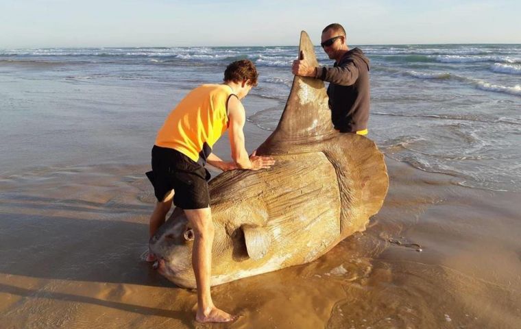 The fish was found at Coorong National Park, 80km south of the city of Adelaide. It's believed to have later washed back into the ocean.
