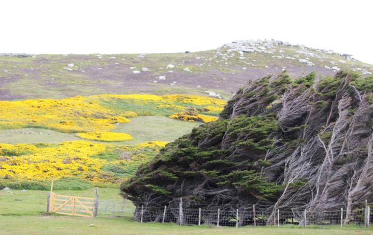  Sideways trees at the grounds of RAF Mount Pleasant Falkland Islands: Picture courtesy of Kristina Klug