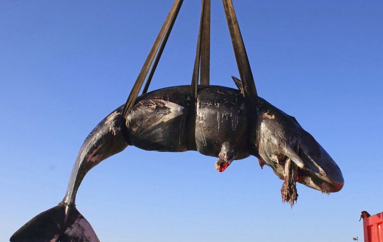  The cuvier's beaked whale died in the southern province of Compostela Valley where it was stranded a day earlier