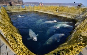 There are 11 killer whales (orcas) and 87 belugas in pens at Srednyaya Bay. A criminal investigation is under way