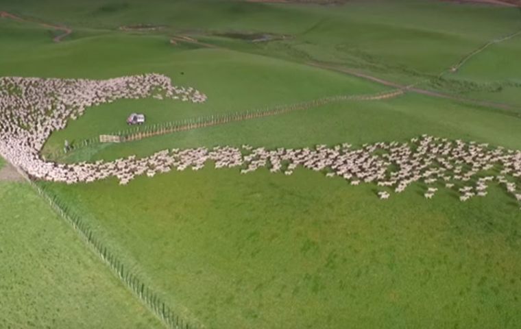 Farmers use drones fitted with a speaker and play pre-recorded sounds such as the bark of a dog, or a siren or anything else that might persuade livestock to move