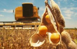  Average yields were running higher than 4.3 tons per hectare in the central Pampas farm belt, the crop report said.