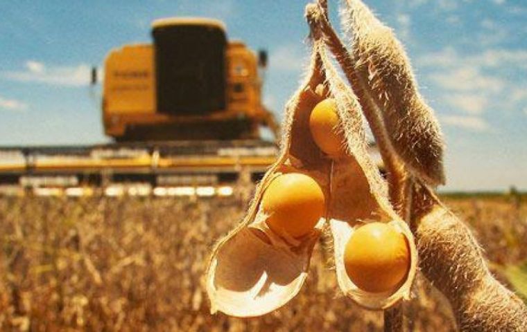  Average yields were running higher than 4.3 tons per hectare in the central Pampas farm belt, the crop report said.