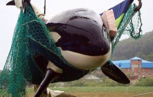 Russia is the only country that catches wild orcas for aquariums, with each animal fetching US$6 million or more in what is a very opaque market