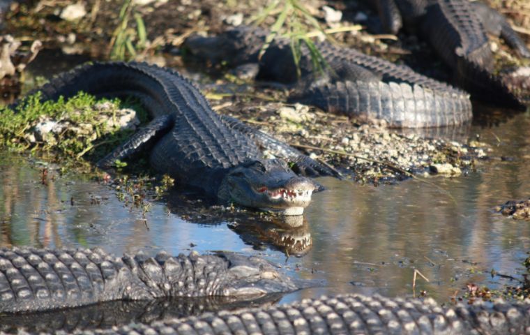 The caimans, smaller relatives of alligators, belong to a resident of the Rolas favela in western Rio, and escaped when a wall holding them in burst