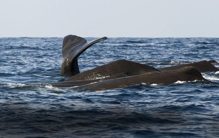 The whales give birth off Georgia and Florida in the winter before moving up the US east coast in the spring. Only about 450 of the species are believed to remain