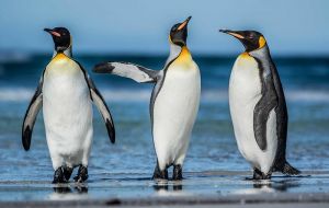 King penguins at Volunteer Point (Pic D. Pettersson) 
