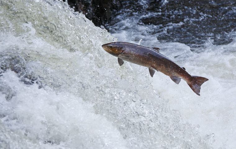 In the past campaigners have claimed fish farms are to blame for wild salmon deaths as a result of sea lice originating from the farms