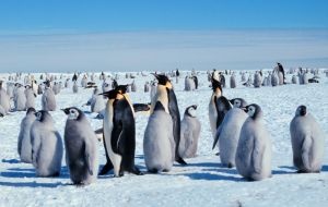 Emperors are the tallest and heaviest of the penguin species and need reliable patches of sea-ice on which to breed