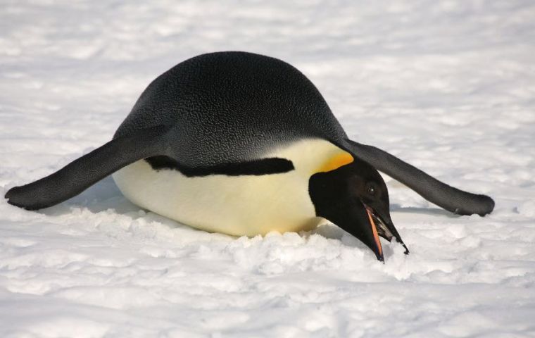 It is possible even from 800km up to spot the animals' excrement, or guano, on the white ice and then to estimate the likely size of any gathering.