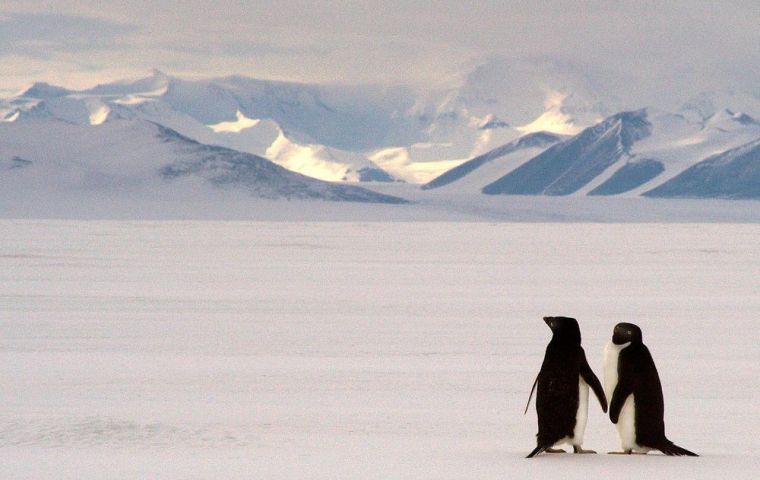 According to the State of Antarctic Penguins Report 2017, there is estimated to be 12 million penguins