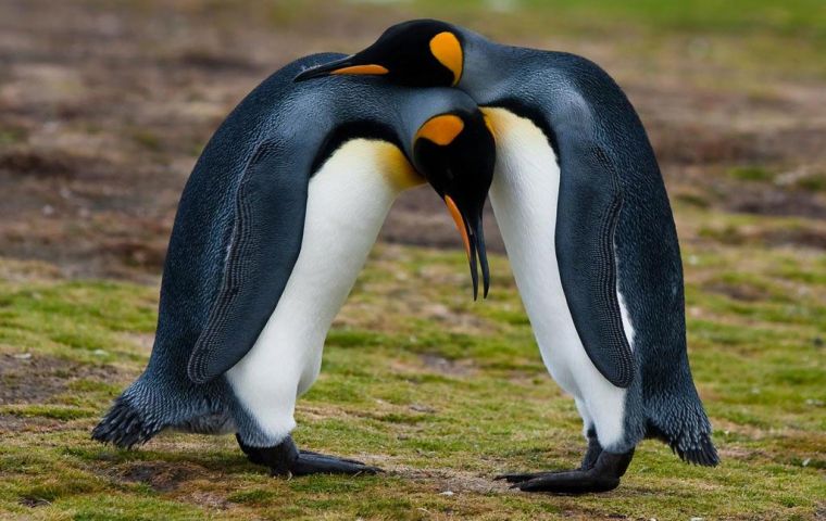 King Penguins at  Volunteer Point - Falkland Islands (Pic D.Pettersson)