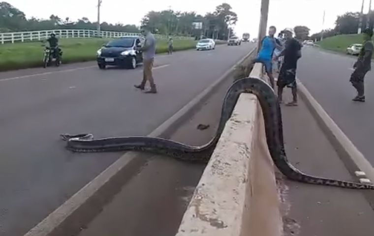 Cars and trucks came to a stop on the BR-364 interstate when drivers spotted the approximately 30-kilogram snake in the middle of the road near Porto Velho
