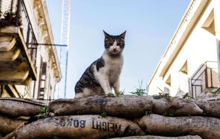 Feral cats currently directly threaten the survival of more than 100 species, including the bilby, bandicoot, bettong and numbat, Australian estimates