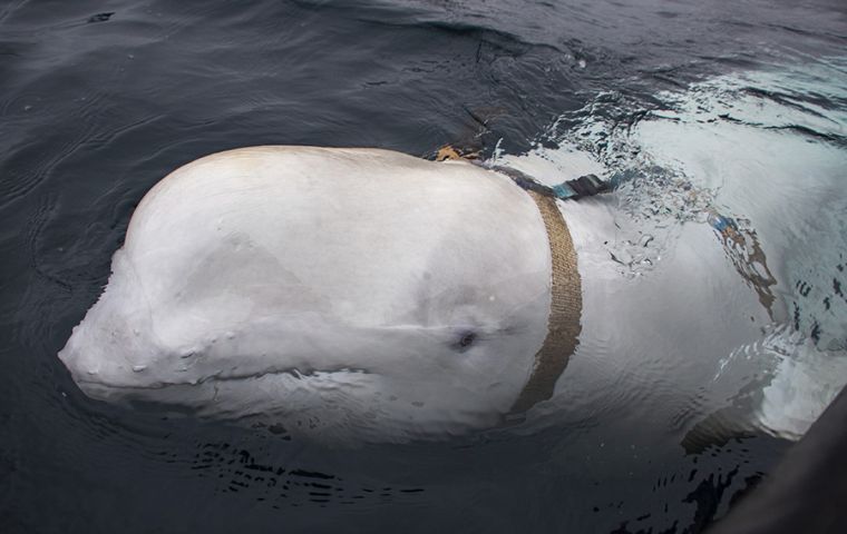 The tame beluga repeatedly approached Norwegian boats off Ingoya, an Arctic island about 415km from Murmansk, where Russia's Northern Fleet is based