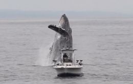 Pictures of the incident have made its way around various media outlets, and a video, posted by whale watching tour agency Blue Ocean Whale Watch