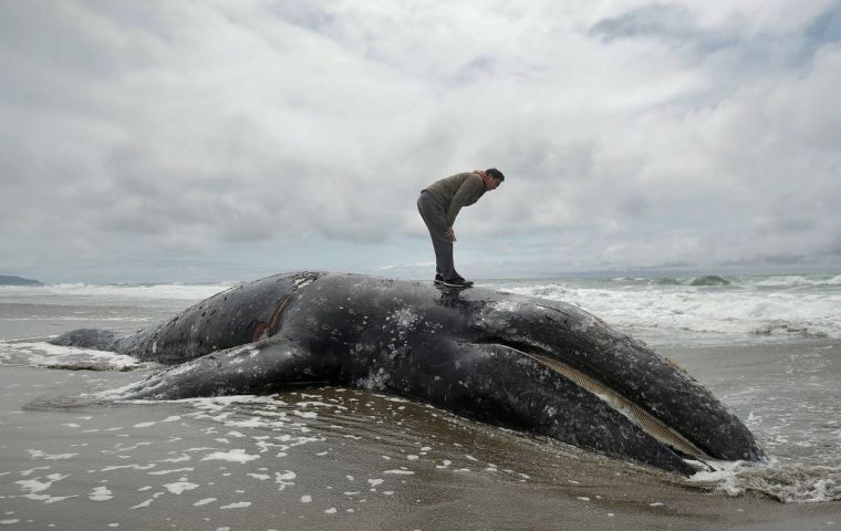 “They're moving north from their wintering grounds in Mexico and appear to be running out of steam,” Michael Milstein, from NOAA's Fisheries Service