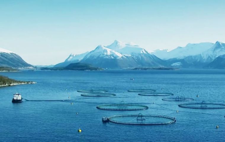 Farmed salmon are treated with medications to ward off disease and infestations, such as sea lice, but there are limits on how much is used