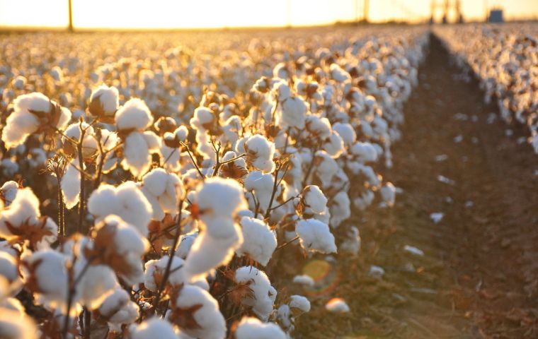 Egyptian cotton often commands a premium price because of its prestige, and because its long fibers yield a finer, lighter, softer and more durable fabric