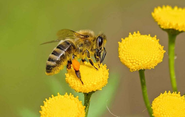 The overall objective of the 2019 World Bee Day is to focus public attention on the role of beekeeping, bees and other pollinators in increasing food security 