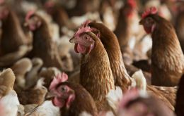 While boosting overall imports, Mexico also banned chicken product imports from several U.S. counties, citing a reported outbreak of Newcastle disease. 